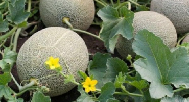 Proč může mít meloun uvnitř pomerančovou dužninu, jaké jsou odrůdy??